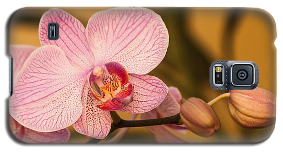 Blossom Galaxy S5 Case featuring the photograph Moth Orchid by Ed Gleichman