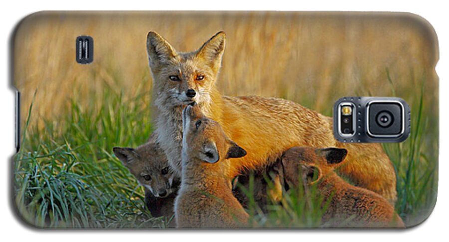 Fox Galaxy S5 Case featuring the photograph Mother Fox and Kits by William Jobes
