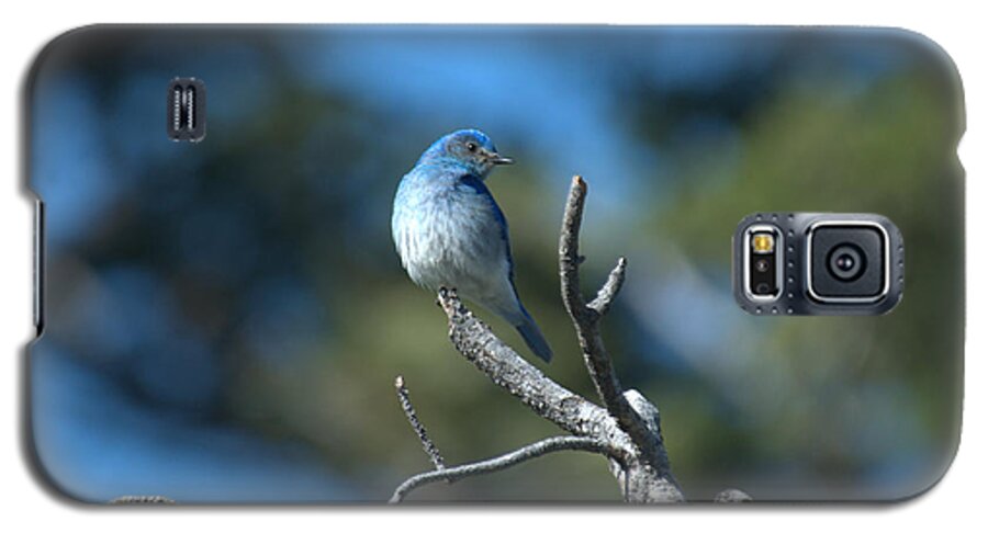 Bluebird Galaxy S5 Case featuring the photograph Mountain Bluebird by Frank Madia