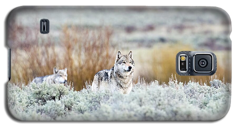 Gray Wolves Galaxy S5 Case featuring the photograph Mr. and Mrs. Brown by Deby Dixon