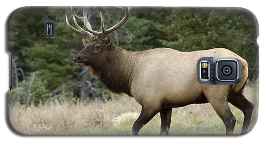 Elk Galaxy S5 Case featuring the photograph Mr Majestic by Bob Christopher