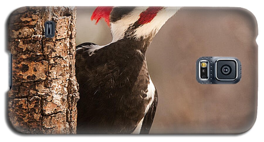 Male Pileated Woodpecker Galaxy S5 Case featuring the photograph Mr. Pileated by Lara Ellis