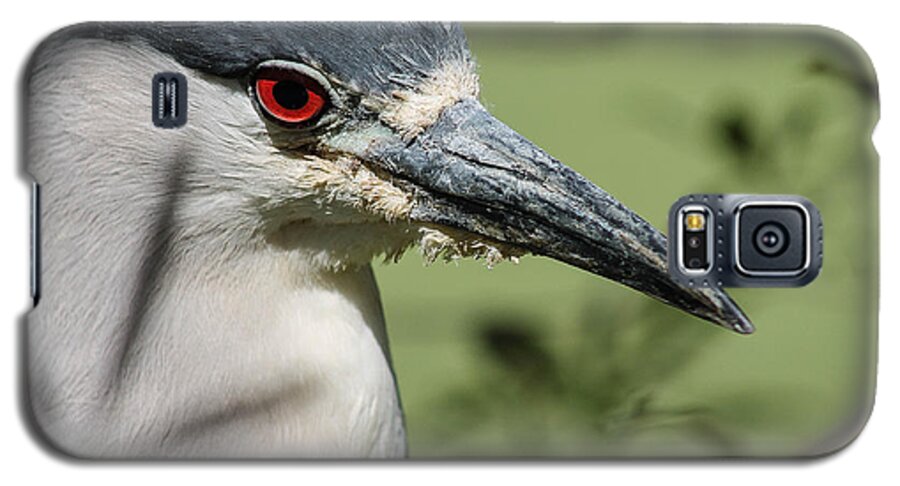 Bird Galaxy S5 Case featuring the photograph Mr Serious by Jessica Brown