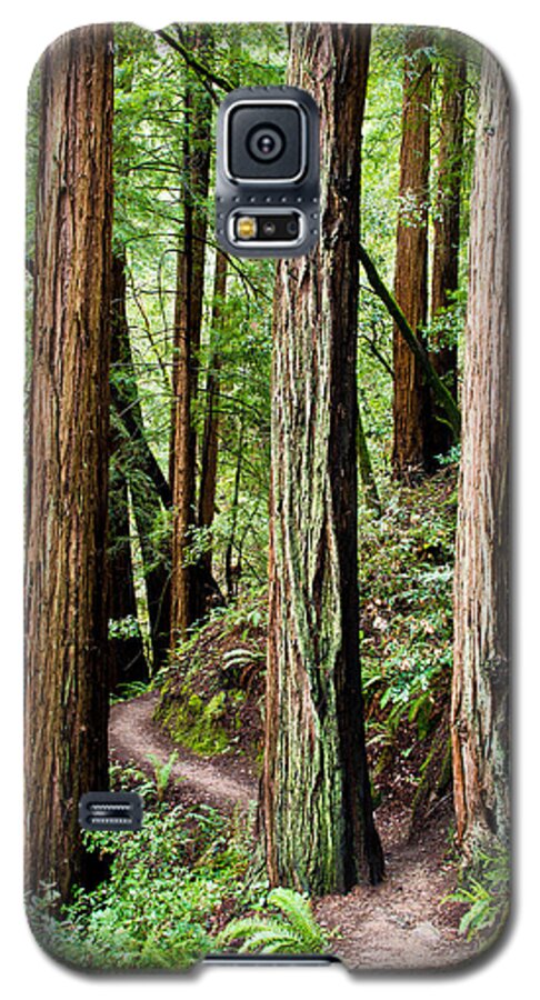 Tree Galaxy S5 Case featuring the photograph Muir Woods by Niels Nielsen