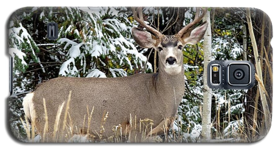 Colorado Galaxy S5 Case featuring the photograph Mule Deer in the snow by Marilyn Burton