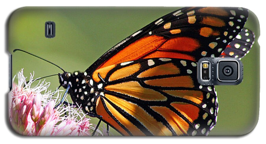 Butterfly Galaxy S5 Case featuring the photograph Nectaring Monarch Butterfly by Debbie Oppermann