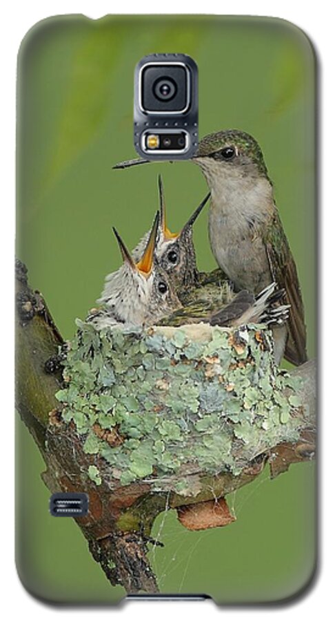 Ruby Throat Hummingbirds Galaxy S5 Case featuring the photograph Nesting Hummingbird Family by Daniel Behm