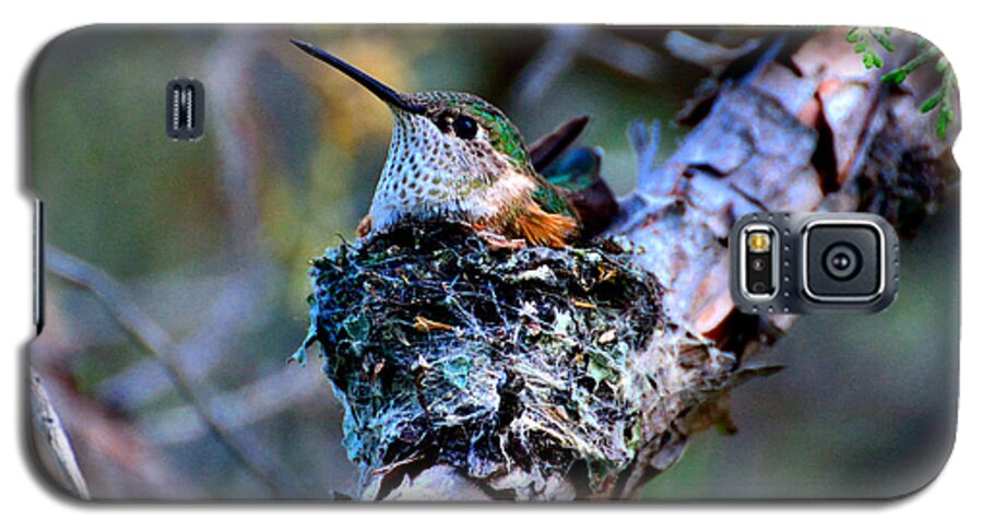Nesting Galaxy S5 Case featuring the photograph Nesting Hummingbird by Tranquil Light Photography