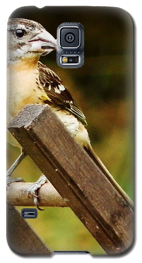 Bird Galaxy S5 Case featuring the photograph Nice View by VLee Watson