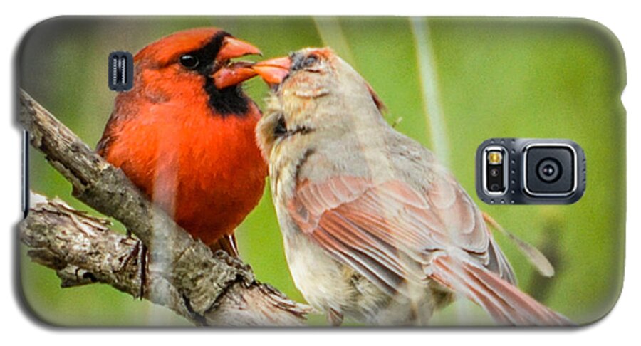 Bird Galaxy S5 Case featuring the photograph Northern Cardinal male and Female by Ronald Grogan