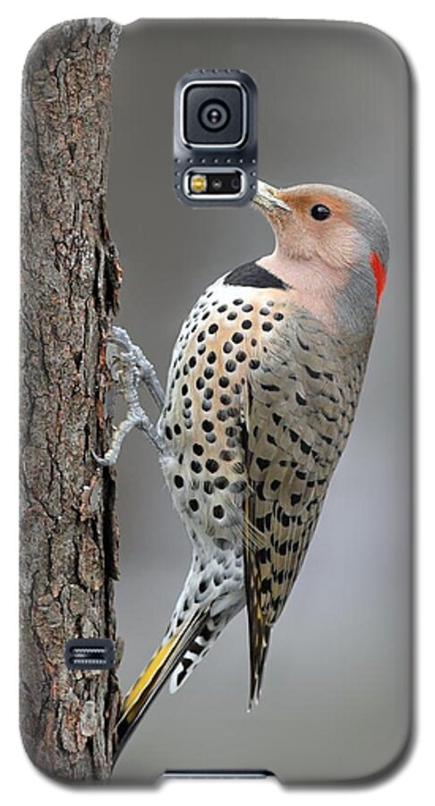Northern Flicker Galaxy S5 Case featuring the photograph Northern Flicker by Daniel Behm