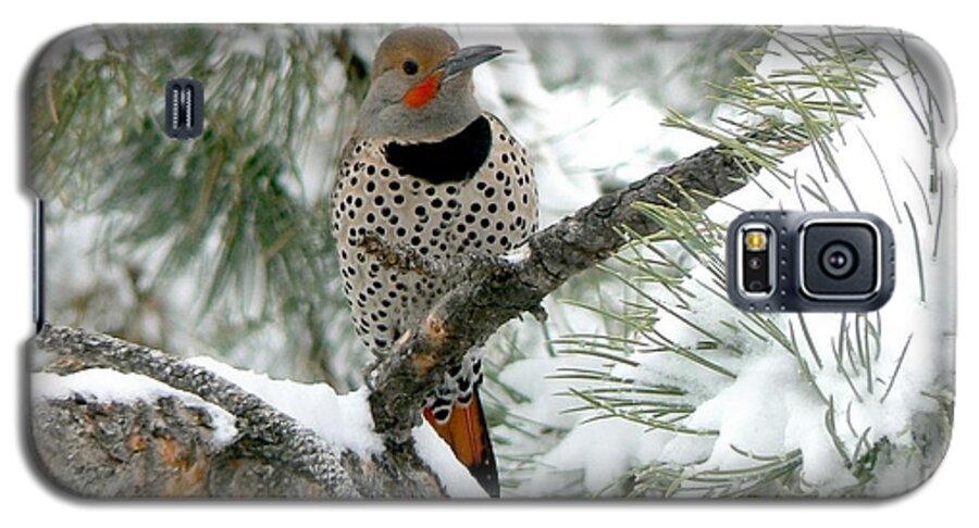 Colorado Galaxy S5 Case featuring the photograph Northern Flicker on Snowy Pine by Marilyn Burton