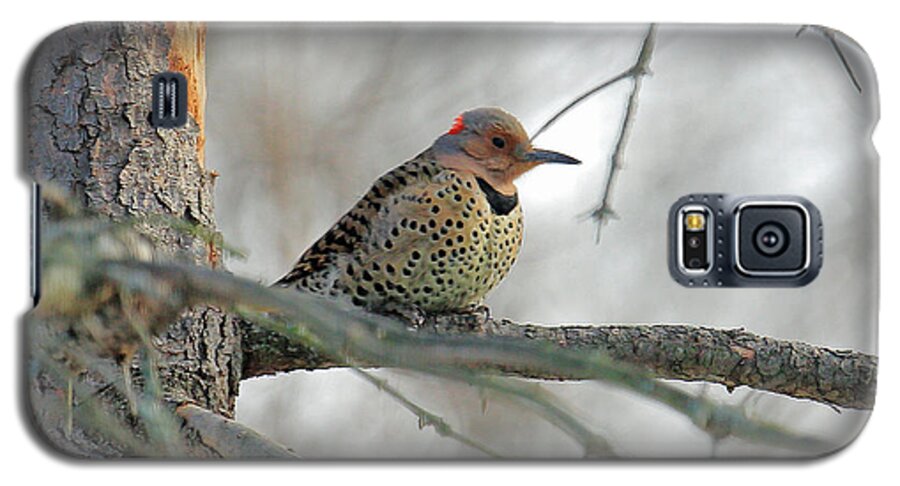 Northern Flicker Galaxy S5 Case featuring the photograph Northern Flicker by PJQandFriends Photography