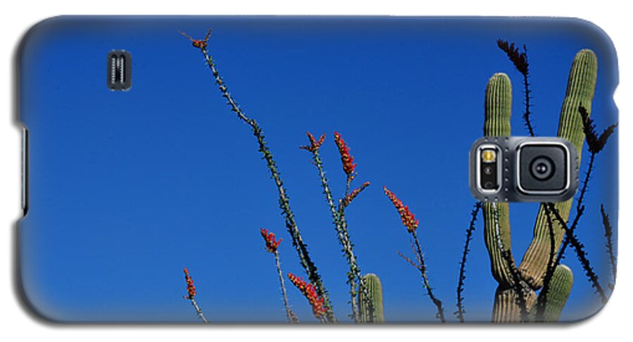 Saguaro Photography Galaxy S5 Case featuring the photograph Ocotillo and Saguaro by Diane Lent