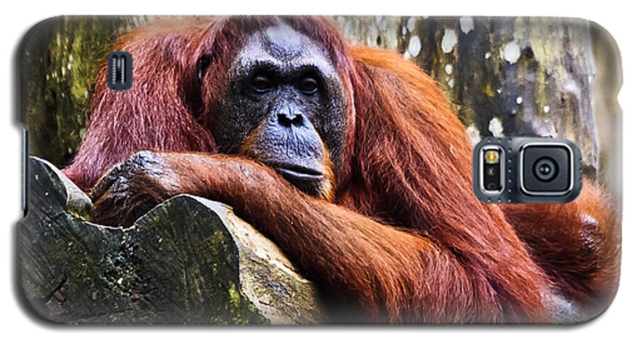 Zoo Galaxy S5 Case featuring the digital art On a limb by Ray Shiu
