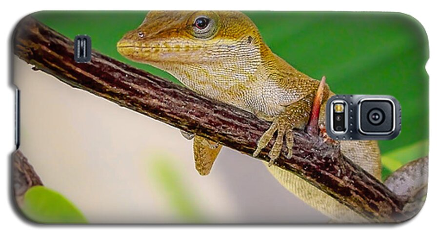 Lizard Galaxy S5 Case featuring the photograph On Guard Squared by TK Goforth