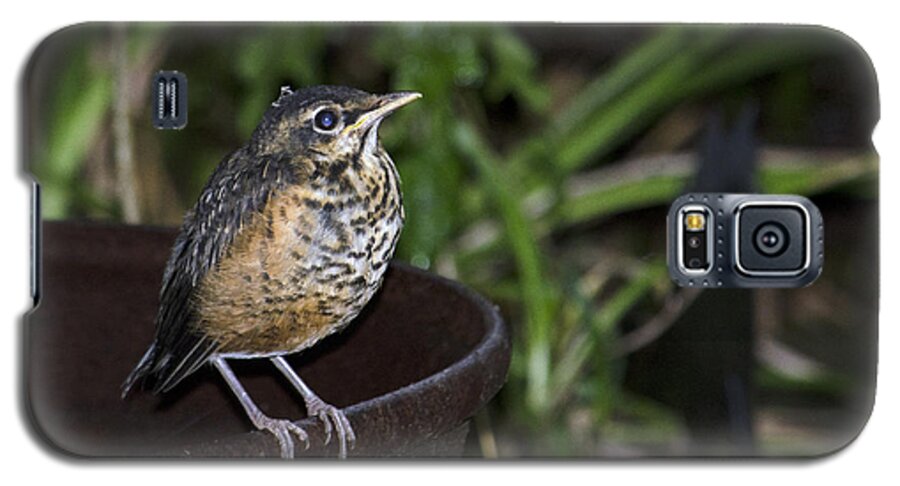 Robin Galaxy S5 Case featuring the photograph On the fire pot-Fledging Robin by Wade Clark
