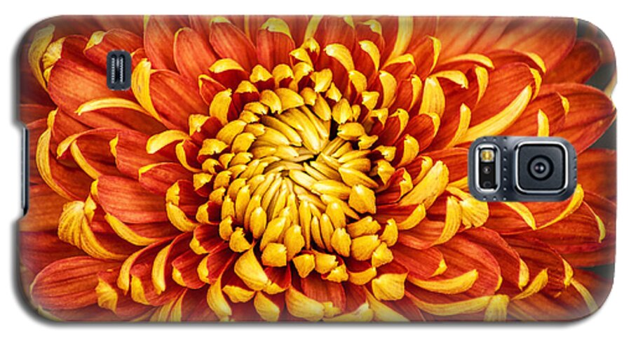 Flower Galaxy S5 Case featuring the photograph Orange and Yellow Mum by Don Johnson