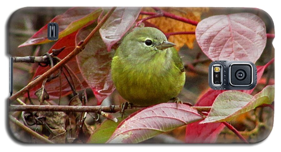 Warbler Galaxy S5 Case featuring the photograph Orange Crowned Warbler by Kimberly Mackowski