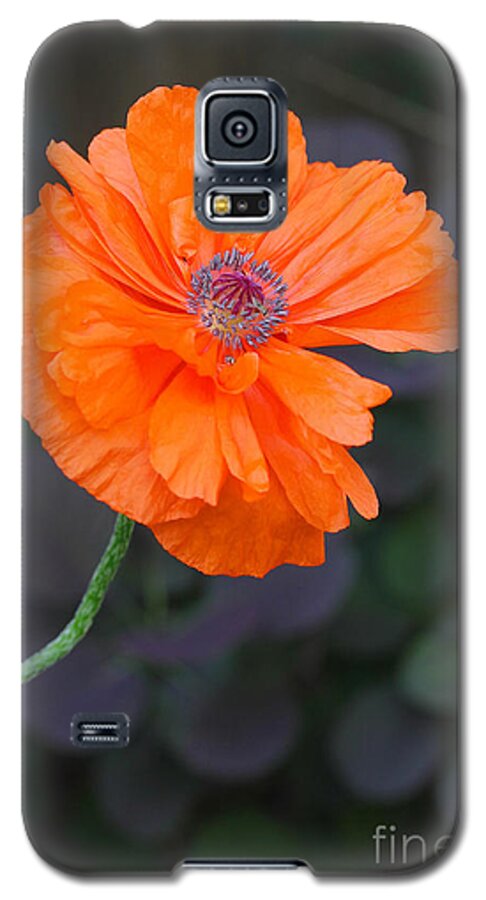 Poppy Galaxy S5 Case featuring the photograph Orange Poppy by Steve Augustin