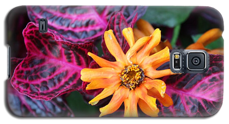 Flowers Galaxy S5 Case featuring the photograph Orange Zinnia by Gerry Bates