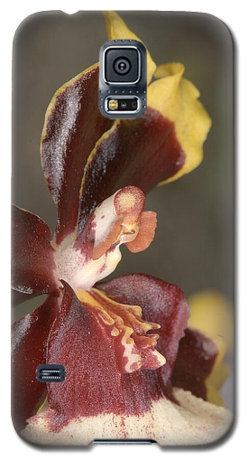 Orchid Galaxy S5 Case featuring the photograph Orchid 493 by Wesley Elsberry