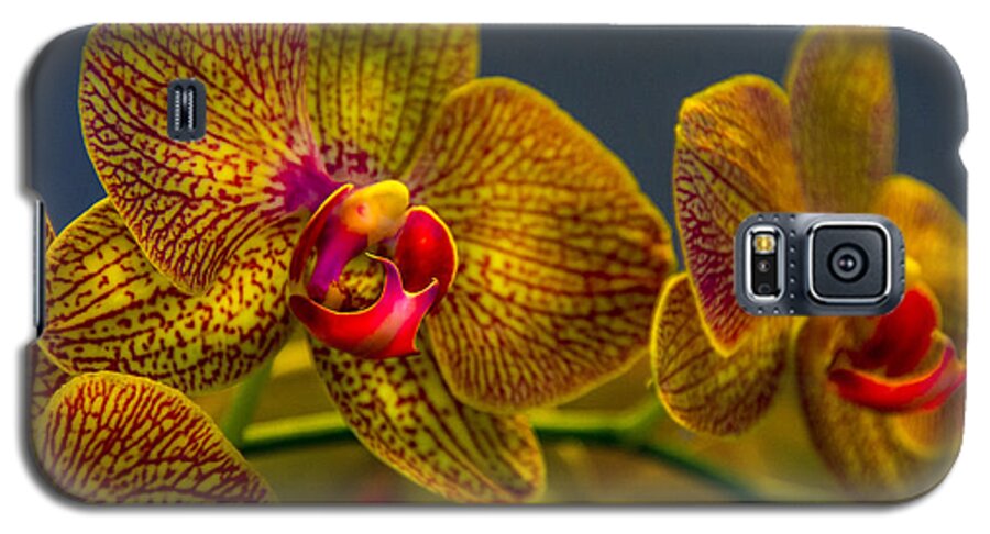 Flowers Galaxy S5 Case featuring the photograph Orchid Color by Marvin Spates