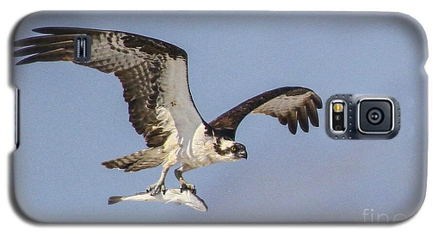 Osprey Galaxy S5 Case featuring the photograph Osprey with dinner by Barbara Bowen
