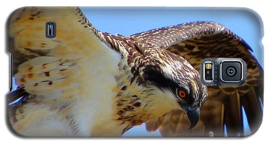 Osprey Galaxy S5 Case featuring the photograph Osprey Youth by Dianne Cowen Cape Cod Photography