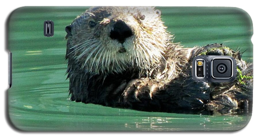 Cordova Harbor Galaxy S5 Case featuring the photograph otter in Cordova Harbor by Lisa Dunn