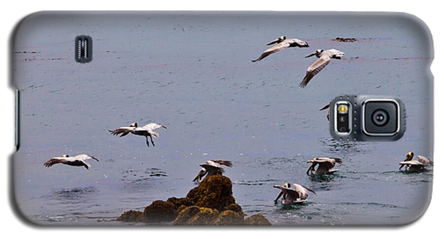 Bird Galaxy S5 Case featuring the photograph Pacific Landing by Melinda Ledsome