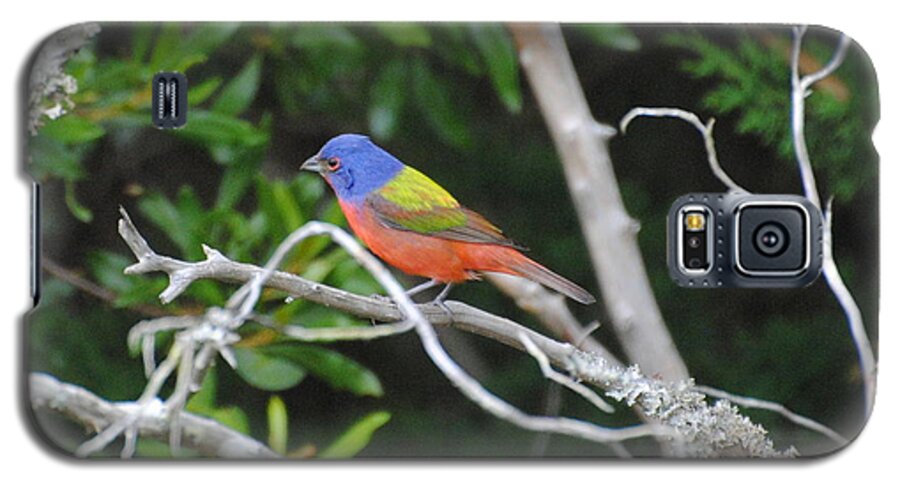Painted Bunting Galaxy S5 Case featuring the photograph Painted Bunting out on a limb by Dan Williams
