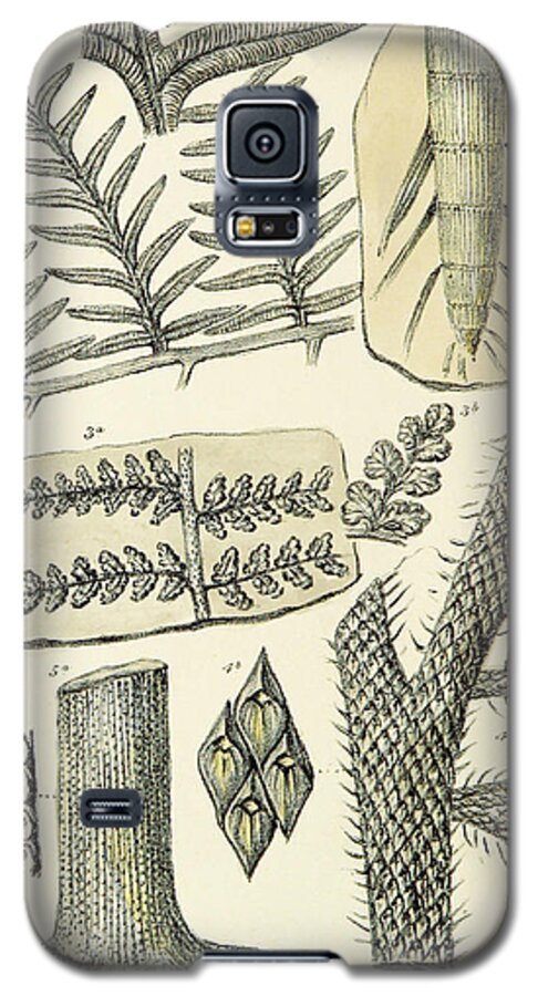 Historic Galaxy S5 Case featuring the photograph Paleozoic Flora, Calamites, Illustration by British Library