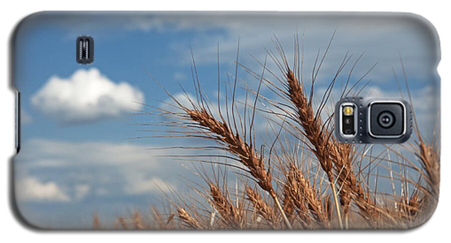 Palouse Galaxy S5 Case featuring the photograph Palouse Gold by Doug Davidson