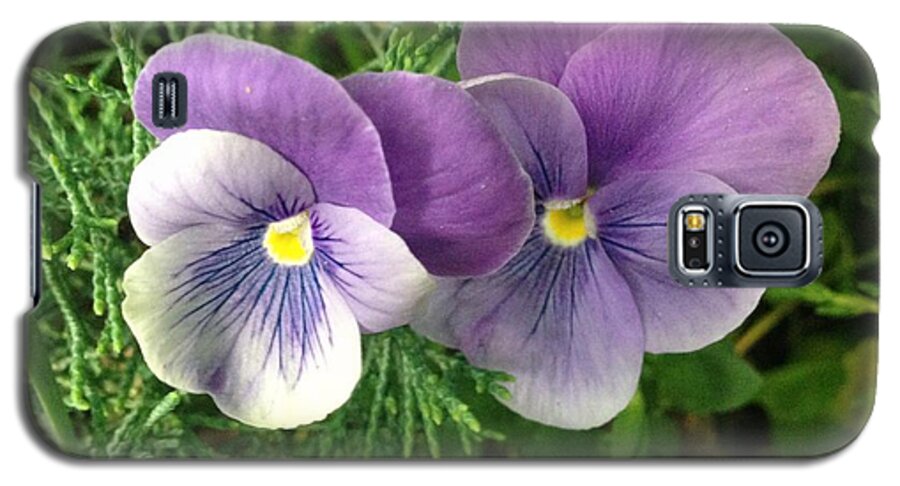 Pansy Galaxy S5 Case featuring the photograph Pansy by Felix Zapata