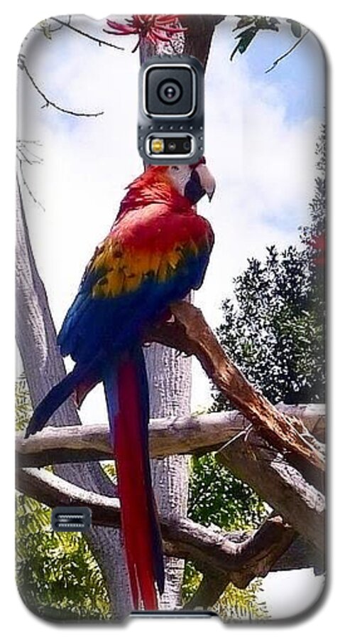 Birds Galaxy S5 Case featuring the photograph Parrot by Susan Garren