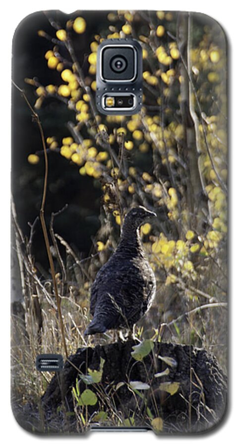 Partridge On A Stump Galaxy S5 Case featuring the photograph Partridge on Pine Stump by Daniel Hebard