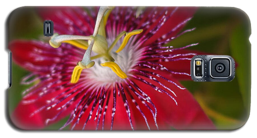 Florida Galaxy S5 Case featuring the photograph Passion flower by Jane Luxton