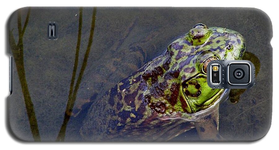 Golden Temple Galaxy S5 Case featuring the photograph Peace Frog by LeLa Becker