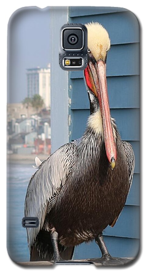 Wild Galaxy S5 Case featuring the photograph Pelican - 4 by Christy Pooschke