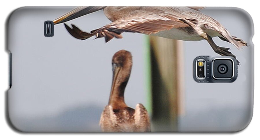 Pelican Galaxy S5 Case featuring the photograph Pelican Flyover by Dan Williams