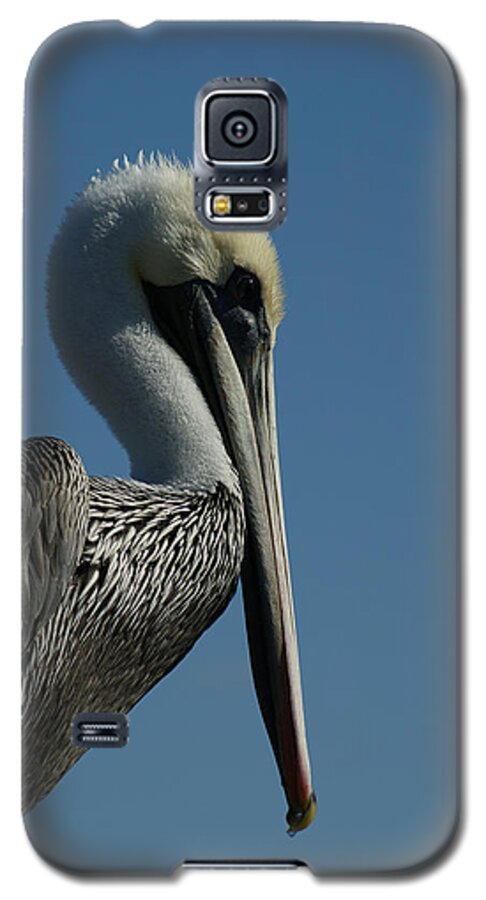 Brown Pelican Galaxy S5 Case featuring the photograph Pelican Profile 2 by Ernest Echols