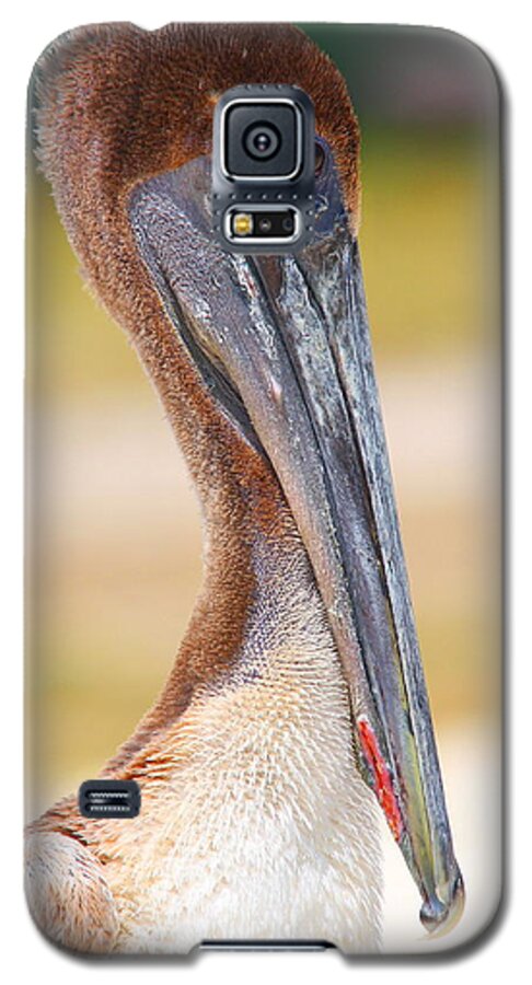 Pelican Galaxy S5 Case featuring the photograph Pelican up close at Dry Tortugas National Park by Jetson Nguyen