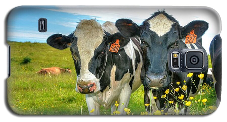 Holstein Galaxy S5 Case featuring the photograph Percy's Holsteins by John Nielsen