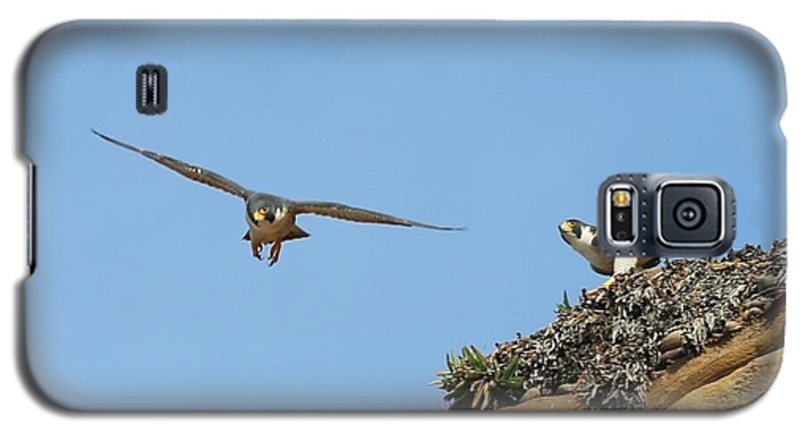 Peregrine Galaxy S5 Case featuring the photograph Peregrine Falcons - 1 by Christy Pooschke