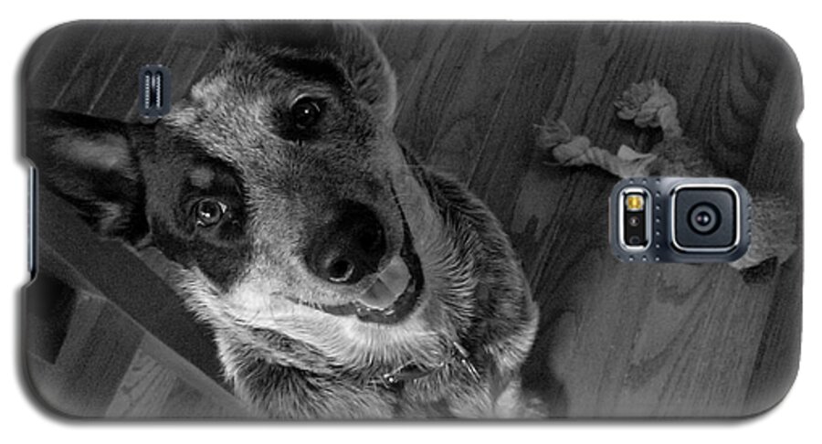 Animal Galaxy S5 Case featuring the photograph Pet Portrait - Forrest by Laura Wong-Rose