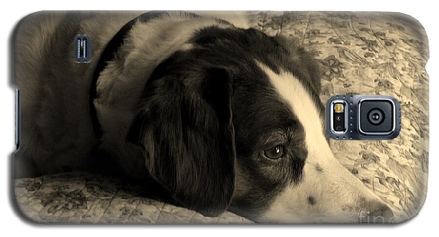 Animals Galaxy S5 Case featuring the photograph Pet Portrait-Waiting for Mom by Laura Wong-Rose