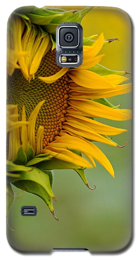 Sunflower Galaxy S5 Case featuring the photograph Petals by Ronda Kimbrow