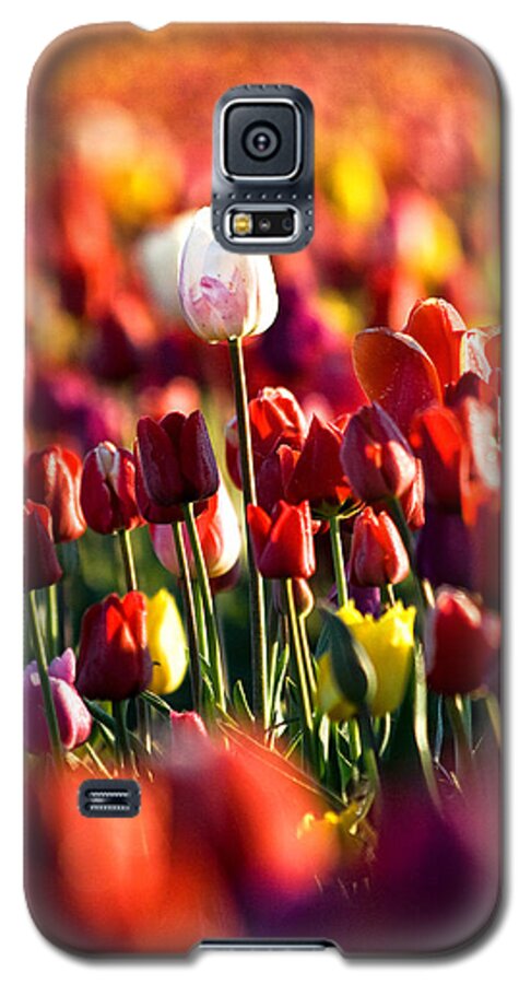 Tulip Galaxy S5 Case featuring the photograph Pick Me by Ronda Kimbrow