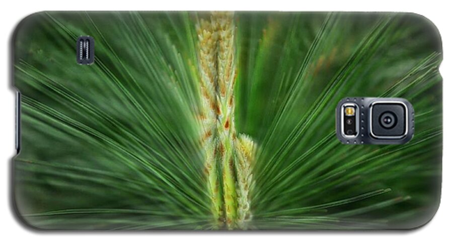 Pine Galaxy S5 Case featuring the photograph Pine Cone and Needles by Phyllis Meinke